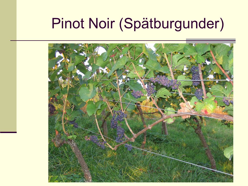 Pinot Noir (Spätburgunder)