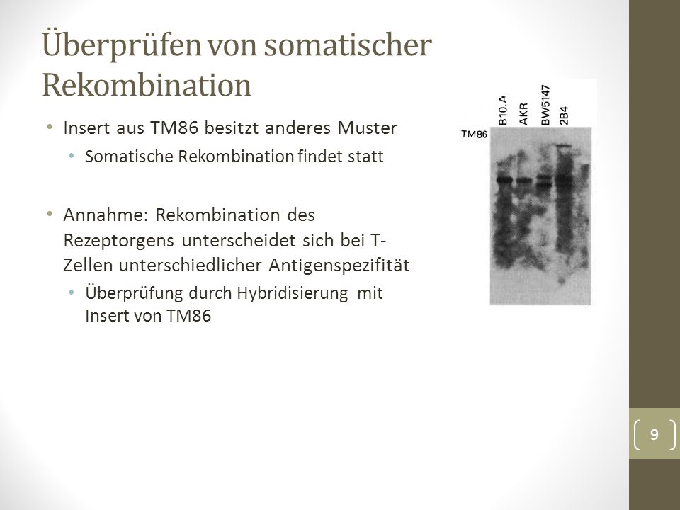 Insert aus TM86 besitzt anderes Muster Somatische Rekombination findet statt Annahme: Rekombination des Rezeptorgens unterscheidet sich bei T- Zellen unterschiedlicher Antigenspezifität Überprüfung durch Hybridisierung mit Insert von TM86 Überprüfen von somatischer Rekombination 9