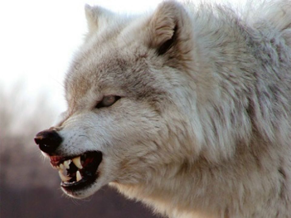 Грозный волк фото