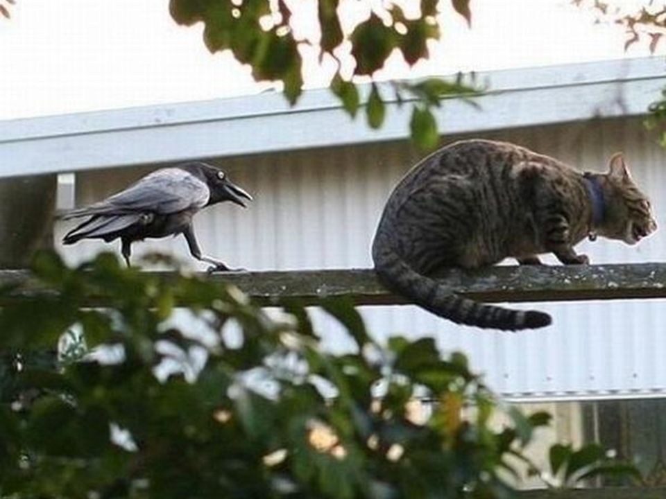 Кот и ворона фото