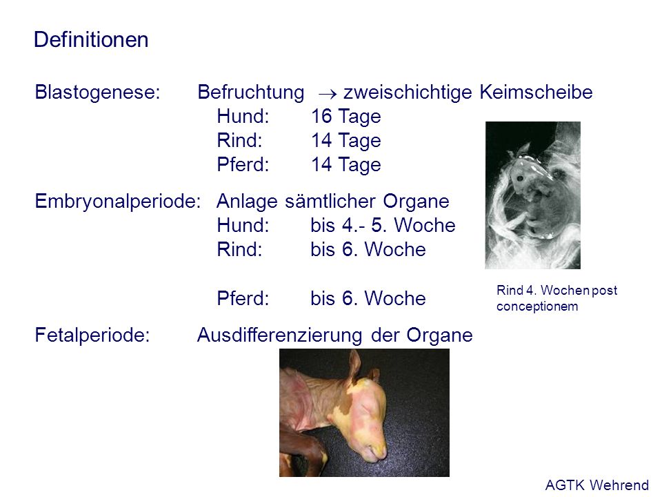 Blastogenese:Befruchtung zweischichtige Keimscheibe Hund: 16 Tage Rind:14 Tage Pferd:14 Tage Embryonalperiode:Anlage sämtlicher Organe Hund: bis