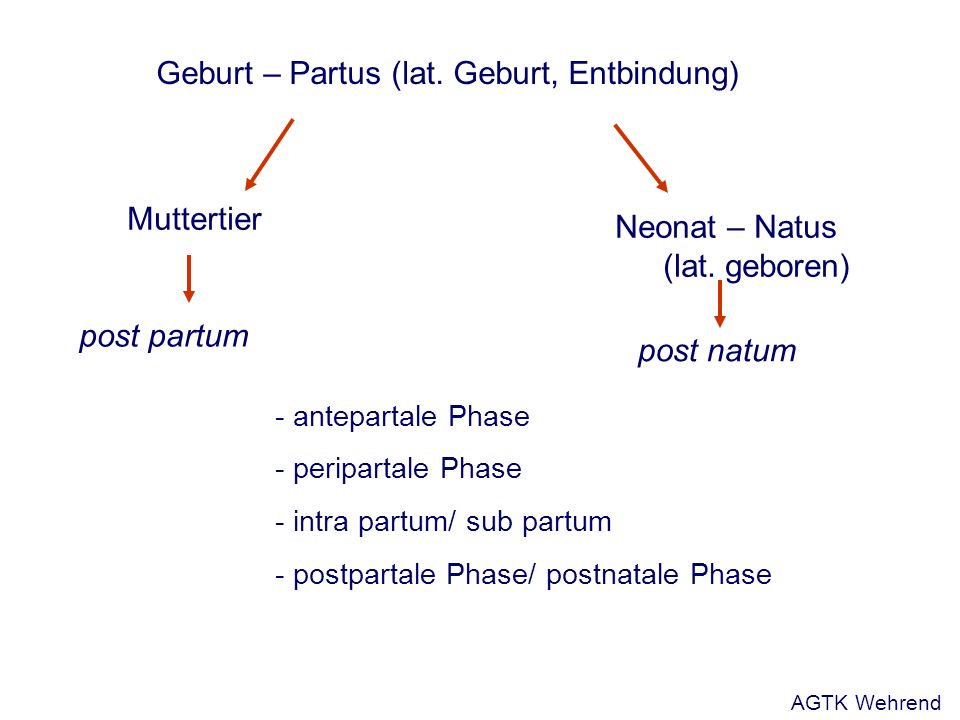 Geburt – Partus (lat. Geburt, Entbindung) post natum Neonat – Natus (lat.