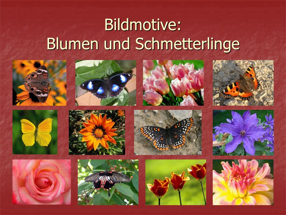 Bildmotive: Blumen und Schmetterlinge