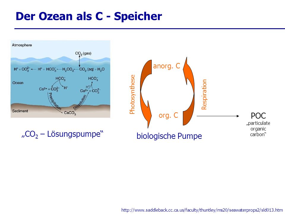 Der Ozean als C - Speicher   biologische Pumpe CO 2 – Lösungspumpe anorg.
