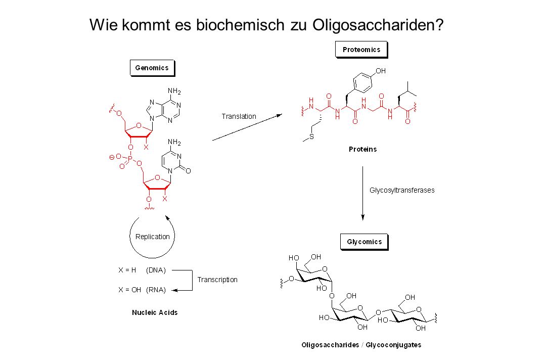 Wie kommt es biochemisch zu Oligosacchariden