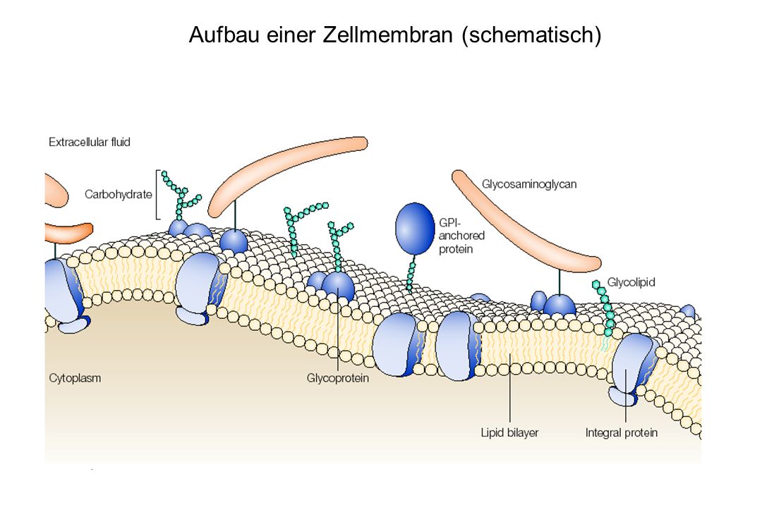 Aufbau einer Zellmembran (schematisch)