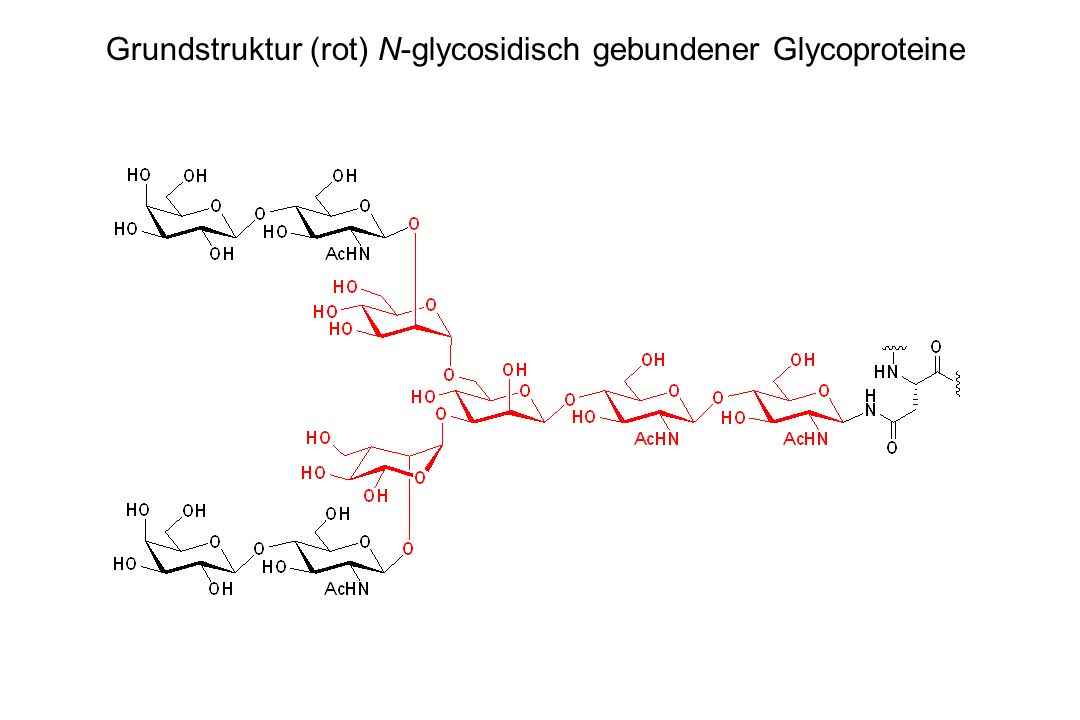 Grundstruktur (rot) N-glycosidisch gebundener Glycoproteine