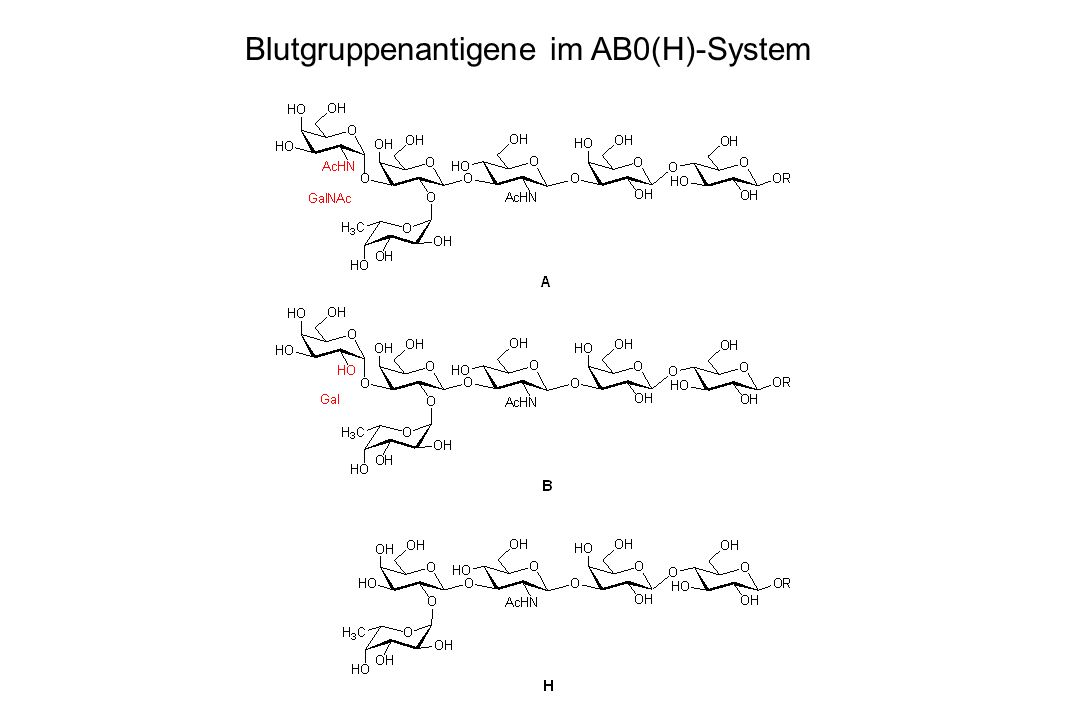 Blutgruppenantigene im AB0(H)-System