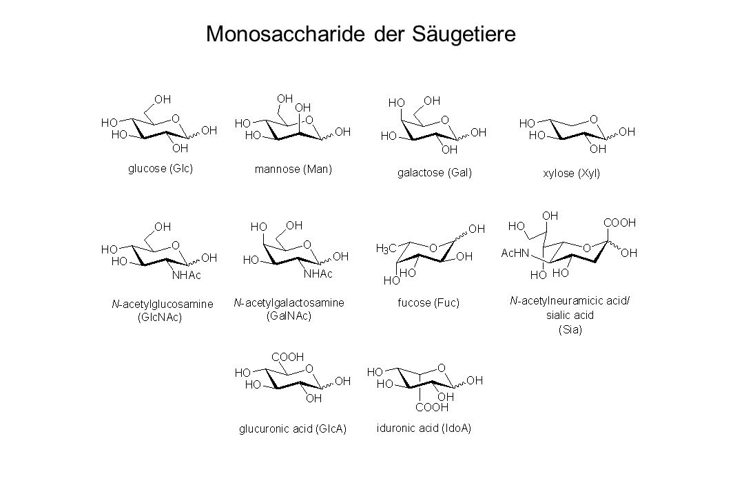 Monosaccharide der Säugetiere