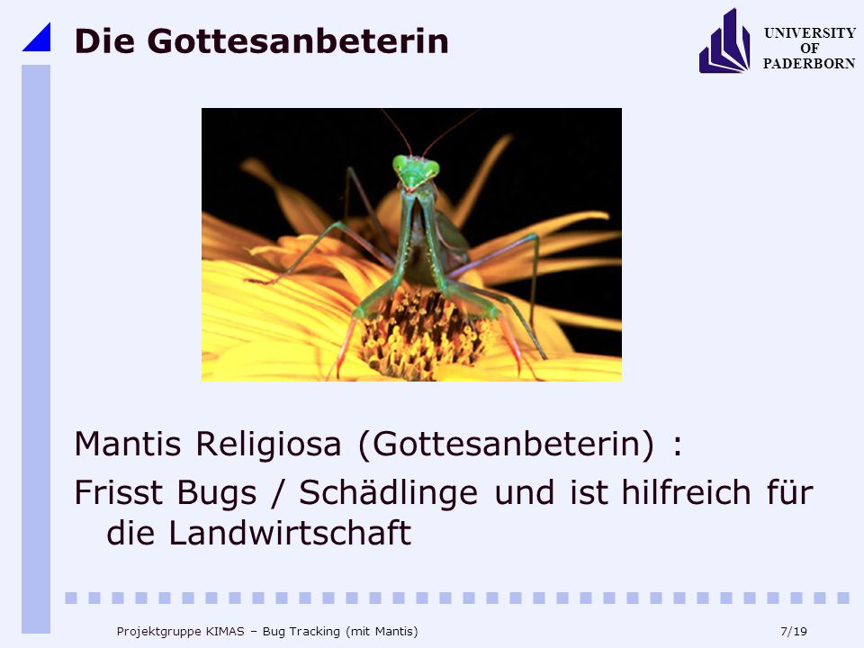 7/19 UNIVERSITY OF PADERBORN Projektgruppe KIMAS – Bug Tracking (mit Mantis) Die Gottesanbeterin Mantis Religiosa (Gottesanbeterin) : Frisst Bugs / Schädlinge und ist hilfreich für die Landwirtschaft