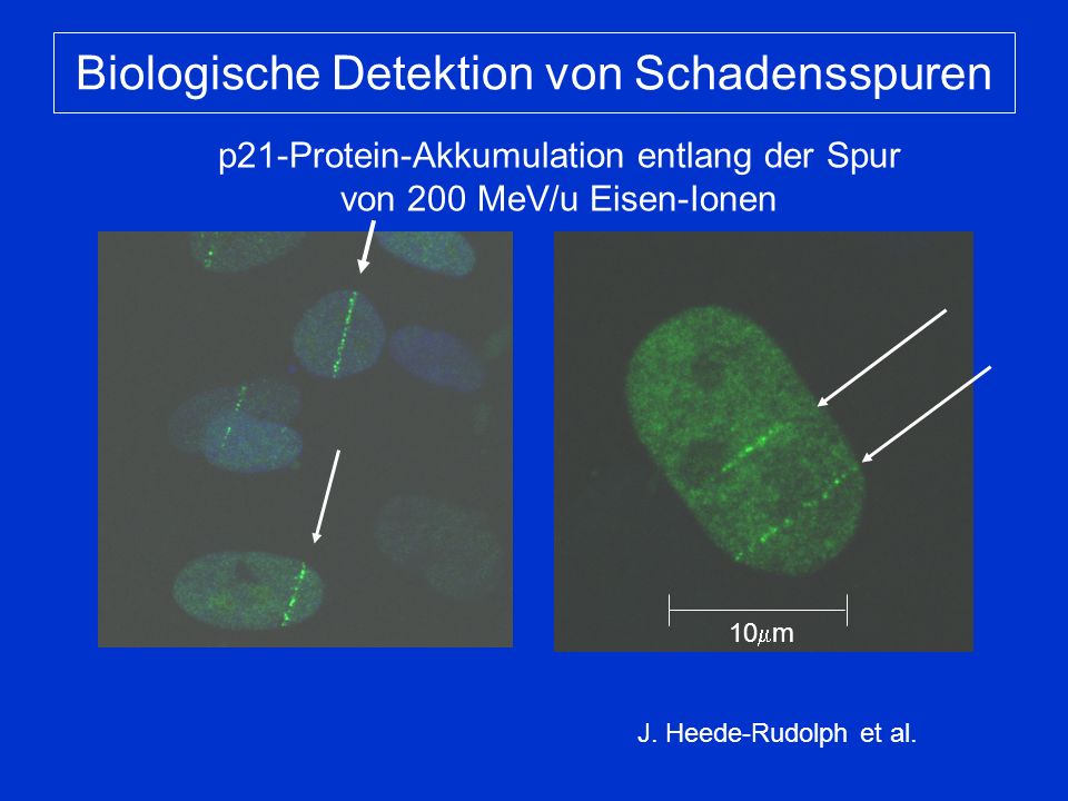 Biologische Detektion von Schadensspuren p21-Protein-Akkumulation entlang der Spur von 200 MeV/u Eisen-Ionen J.