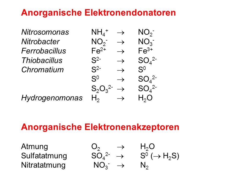 Anorganische Elektronendonatoren NitrosomonasNH 4 + NO 2 - NitrobacterNO 2 - NO 3 - FerrobacillusFe 2+ Fe 3+ ThiobacillusS 2- SO 4 2- ChromatiumS 2- S 0 S 0 SO 4 2- S 2 O 3 2- SO 4 2- HydrogenomonasH 2 H 2 O Anorganische Elektronenakzeptoren AtmungO 2 H 2 O SulfatatmungSO 4 2- S 0 ( H 2 S) Nitratatmung NO 3 - N 2