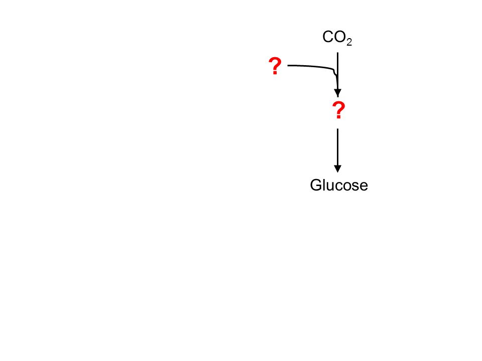 CO 2 Glucose