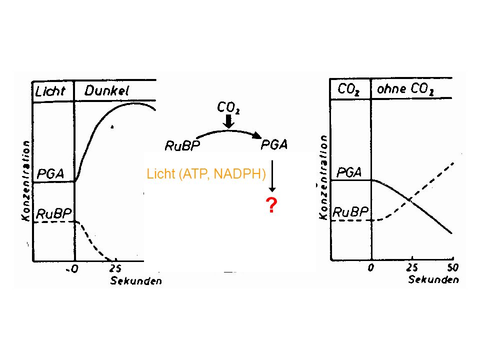 Licht (ATP, NADPH)