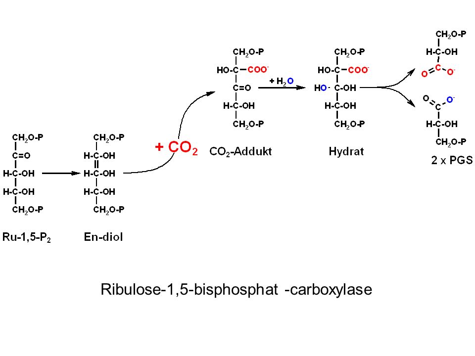 Ribulose-1,5-bisphosphat -carboxylase