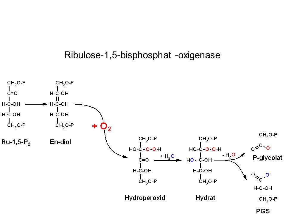 Ribulose-1,5-bisphosphat -oxigenase