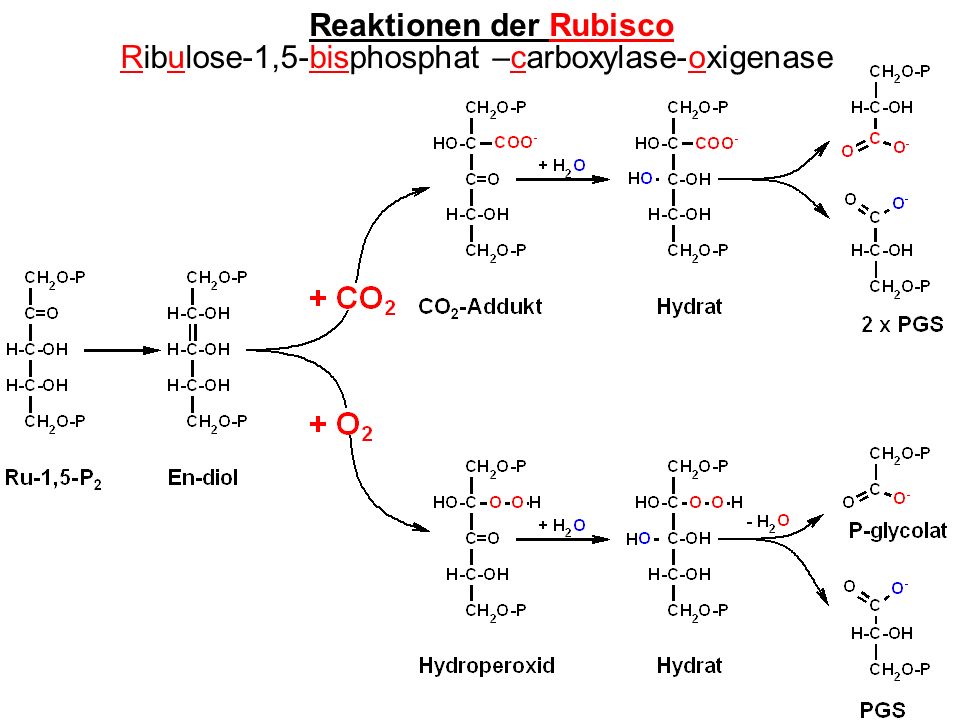 Reaktionen der Rubisco Ribulose-1,5-bisphosphat –carboxylase-oxigenase