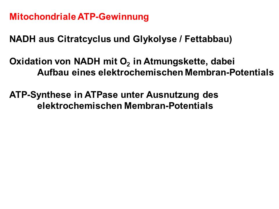 Mitochondriale ATP-Gewinnung NADH aus Citratcyclus und Glykolyse / Fettabbau) Oxidation von NADH mit O 2 in Atmungskette, dabei Aufbau eines elektrochemischen Membran-Potentials ATP-Synthese in ATPase unter Ausnutzung des elektrochemischen Membran-Potentials
