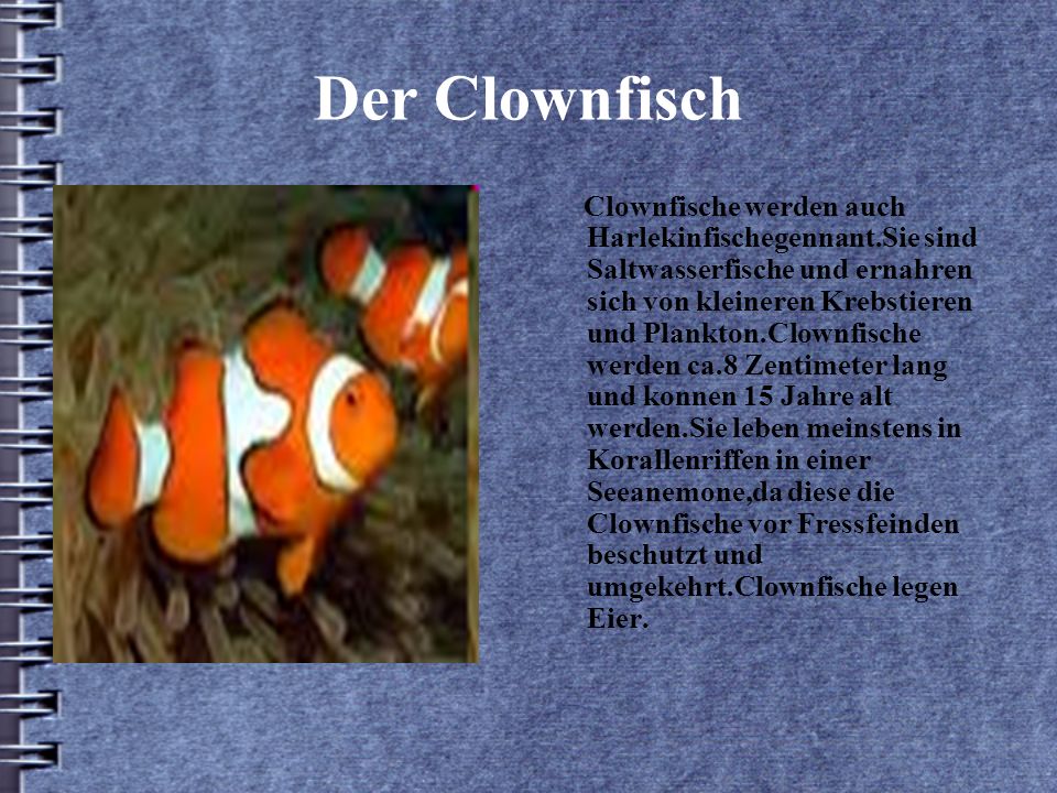 Der Clownfisch Clownfische werden auch Harlekinfischegennant.Sie sind Saltwasserfische und ernahren sich von kleineren Krebstieren und Plankton.Clownfische werden ca.8 Zentimeter lang und konnen 15 Jahre alt werden.Sie leben meinstens in Korallenriffen in einer Seeanemone,da diese die Clownfische vor Fressfeinden beschutzt und umgekehrt.Clownfische legen Eier.