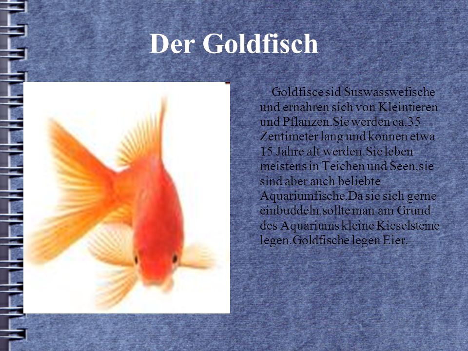 Der Goldfisch Goldfisce sid Suswasswefische und ernahren sich von Kleintieren und Pflanzen.Sie werden ca.35 Zentimeter lang und konnen etwa 15 Jahre alt werden.Sie leben meistens in Teichen und Seen,sie sind aber auch beliebte Aquariumfische.Da sie sich gerne einbuddeln,sollte man am Grund des Aquariums kleine Kieselsteine legen.Goldfische legen Eier.
