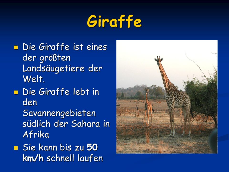 Giraffe Die Giraffe ist eines der größten Landsäugetiere der Welt.