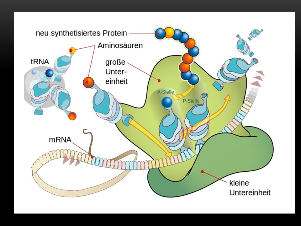 Синтез белка на мембранах эпс