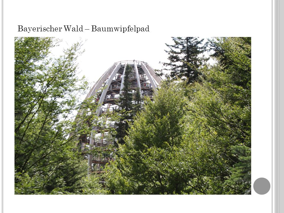 Bayerischer Wald – Baumwipfelpad