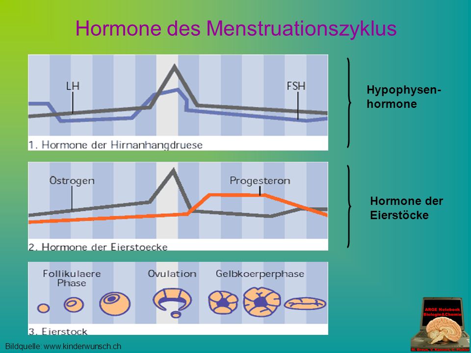hormone und menstruationszyklus