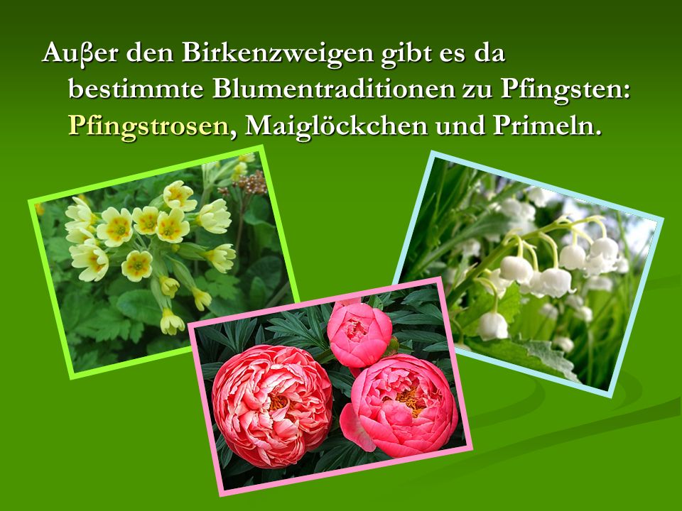 Auβer den Birkenzweigen gibt es da bestimmte Blumentraditionen zu Pfingsten: Pfingstrosen, Maiglöckchen und Primeln.