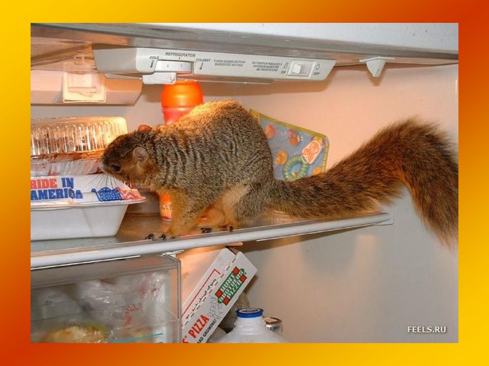 Голод не тетка пирожок. Мышь в холодильнике. Кот в холодильнике. Белка ворует еду. Белка на холодильнике.