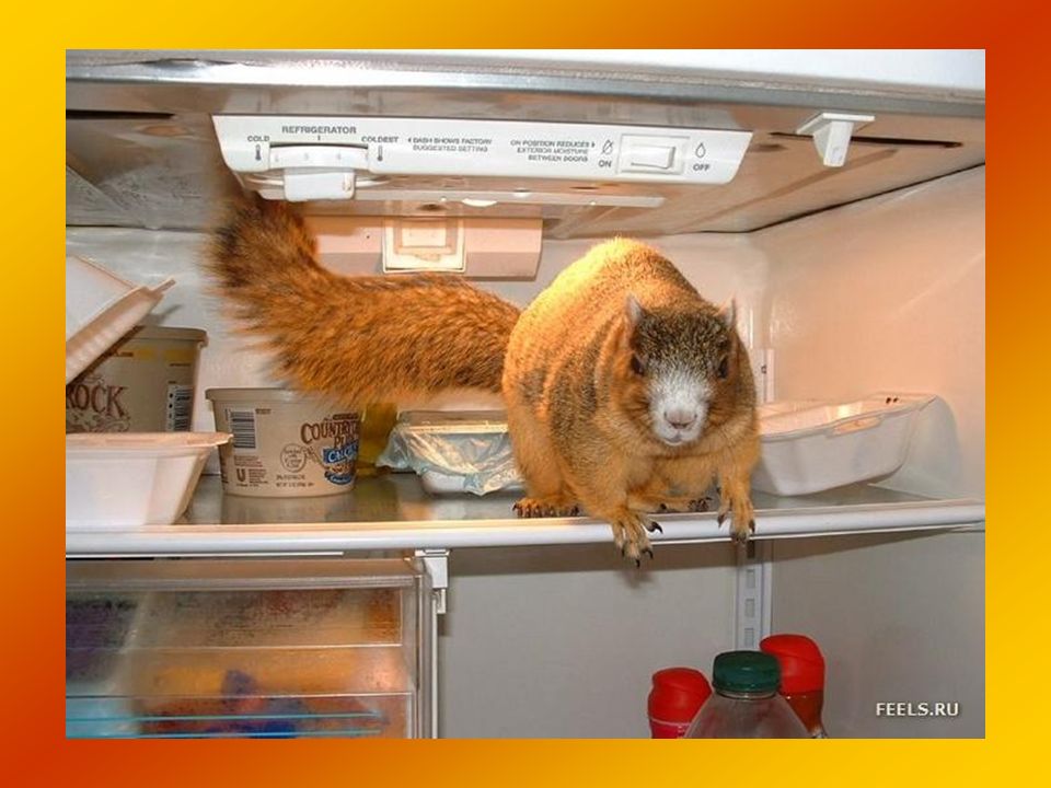 Дайте попить а то переночевать. Белка на холодильнике. Лиса лезет в холодильник. Животные залезают в холодильник. Полазить в холодильнике.