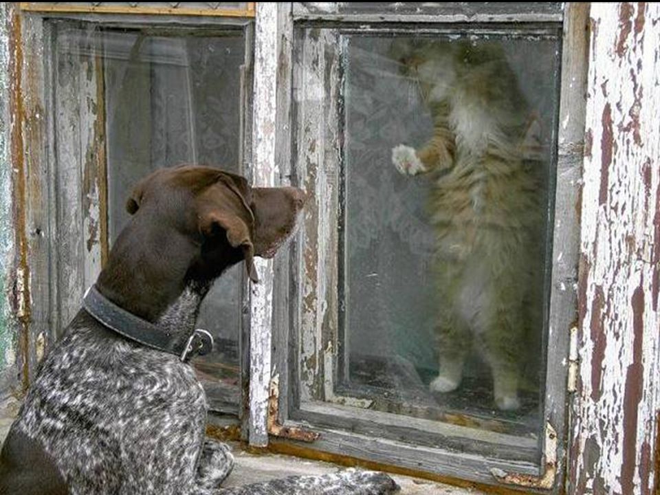 Вечером выйдешь гулять. Собака в окне. Собака заглядывает в окно. Собака заглядывает в дверь. Животные заглядывают в окно.